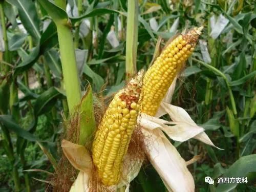 ���׶d���c�՗U��ԭ����